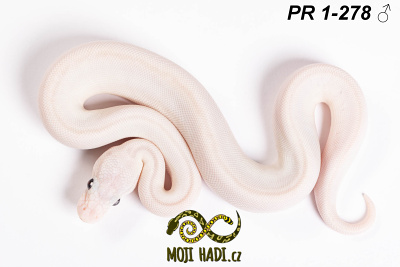 hadi na prodej, mládě, český chov hadů, odchov hadů, mojihadi.cz, Python regius, ballpython, krajta královská, Leuzistic blue eyes, super Lesser, het. Clown